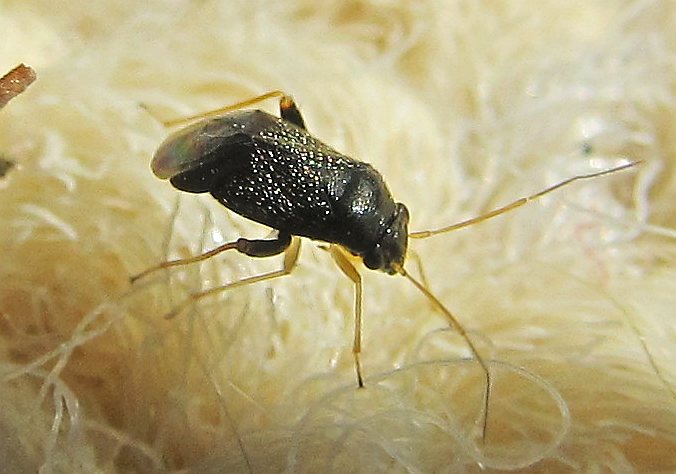 Miridae:  Halticus macrocephalus - Istanbul (Turchia)